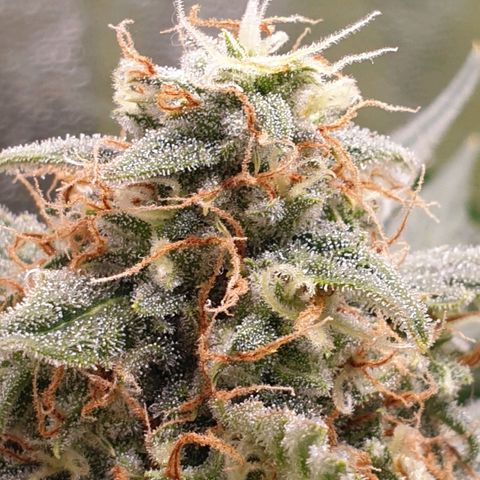 F1 Epsilon RQS growlog timeline photo