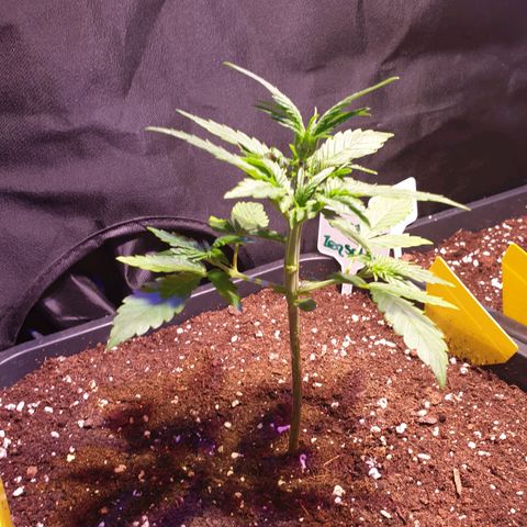 Sweet Zenzation XL Auto growlog timeline photo