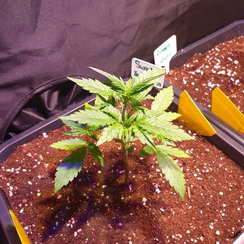 Sweet Zenzation XL Auto growlog timeline photo