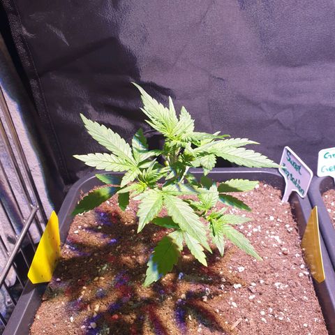 Sweet Zenzation XL Auto growlog timeline photo