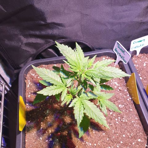Sweet Zenzation XL Auto growlog timeline photo