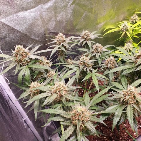 F1 Epsilon RQS growlog timeline photo