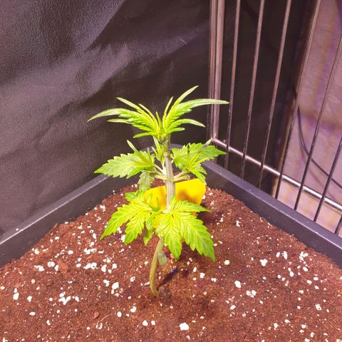 Green Gelato Automatic growlog timeline photo