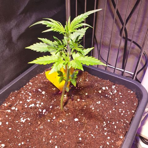 Green Gelato Automatic growlog timeline photo