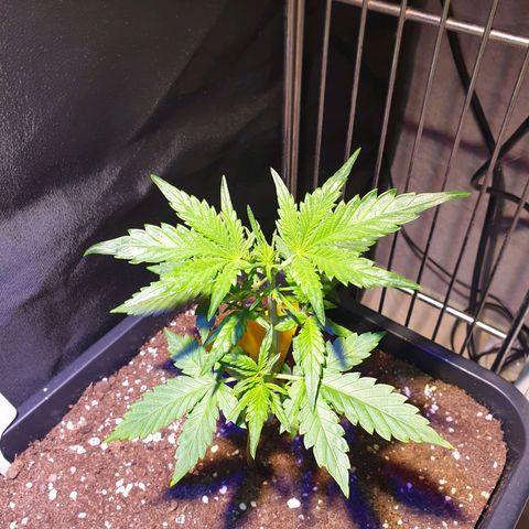 Green Gelato Automatic growlog timeline photo