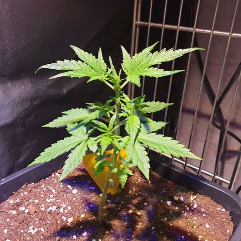 Green Gelato Automatic growlog timeline photo