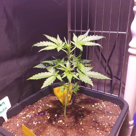 Green Gelato Automatic growlog timeline photo