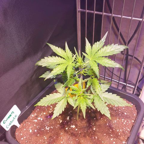 Green Gelato Automatic growlog timeline photo