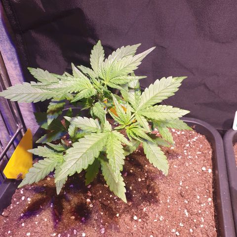 Sweet Zenzation XL Auto growlog timeline photo