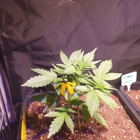 Sweet Zenzation XL Auto growlog timeline photo