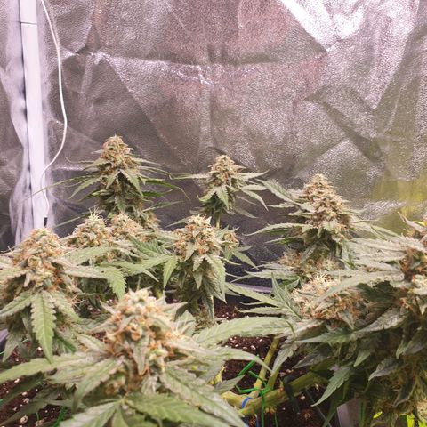 F1 Epsilon RQS growlog timeline photo