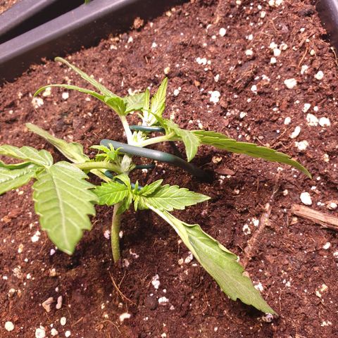 F1 Epsilon RQS growlog timeline photo