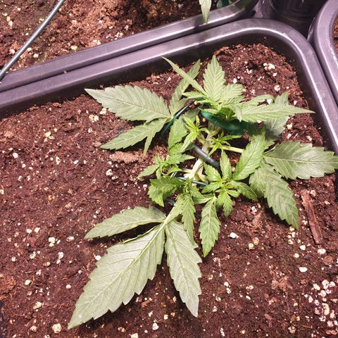 F1 Epsilon RQS growlog timeline photo