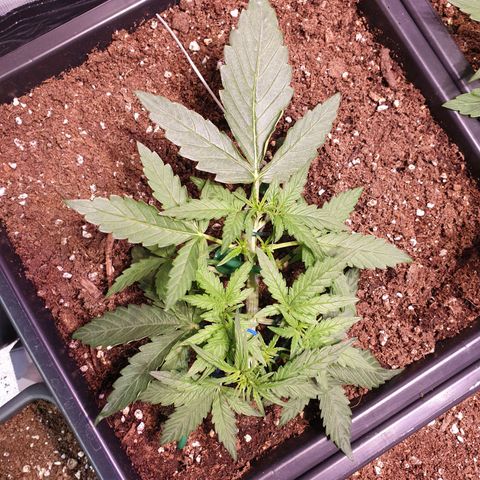 F1 Epsilon RQS growlog timeline photo