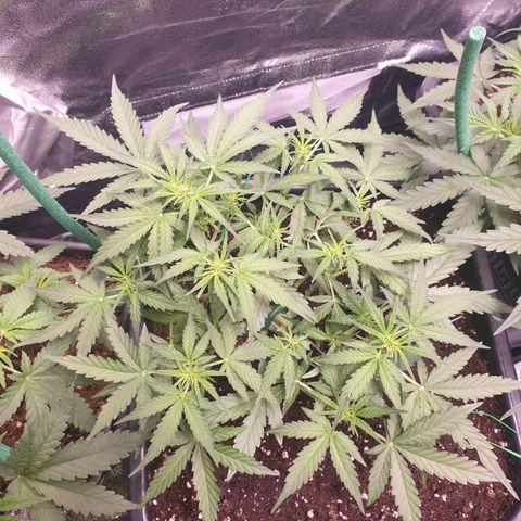 F1 Epsilon RQS growlog timeline photo