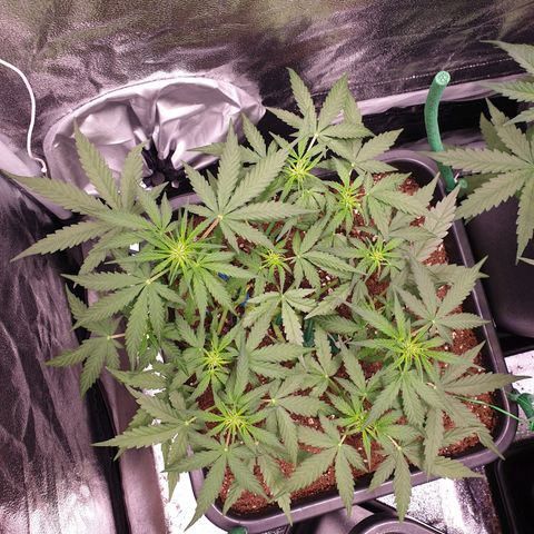 F1 Epsilon RQS growlog timeline photo