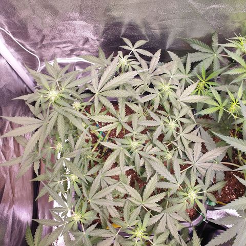 F1 Epsilon RQS growlog timeline photo