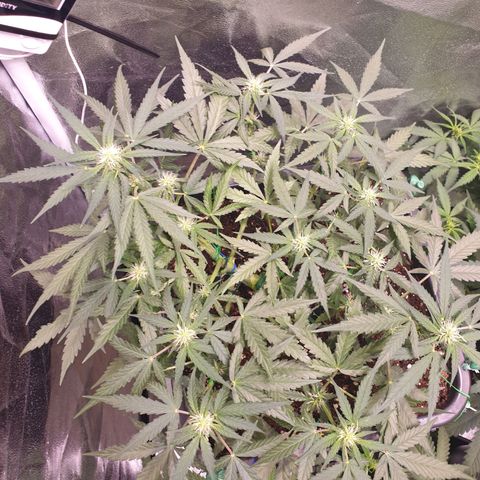 F1 Epsilon RQS growlog timeline photo