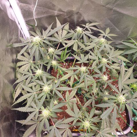 F1 Epsilon RQS growlog timeline photo