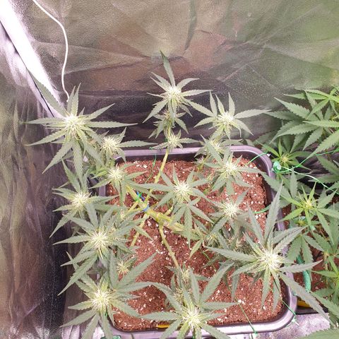F1 Epsilon RQS growlog timeline photo