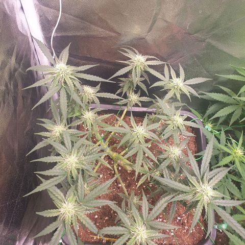 F1 Epsilon RQS growlog timeline photo