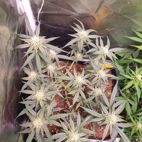 F1 Epsilon RQS growlog timeline photo