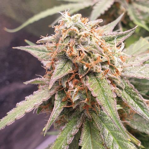 F1 Epsilon RQS growlog timeline photo