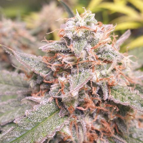 F1 Epsilon RQS growlog timeline photo