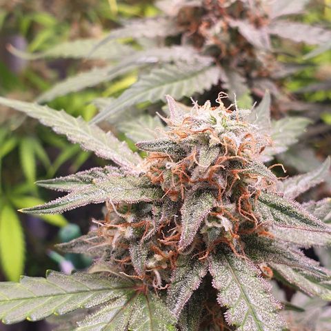 F1 Epsilon RQS growlog timeline photo