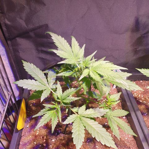 Sweet Zenzation XL Auto growlog timeline photo