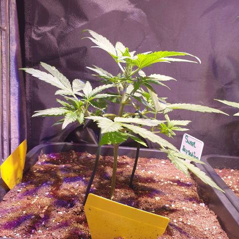 Sweet Zenzation XL Auto growlog timeline photo