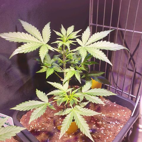 Green Gelato Automatic growlog timeline photo