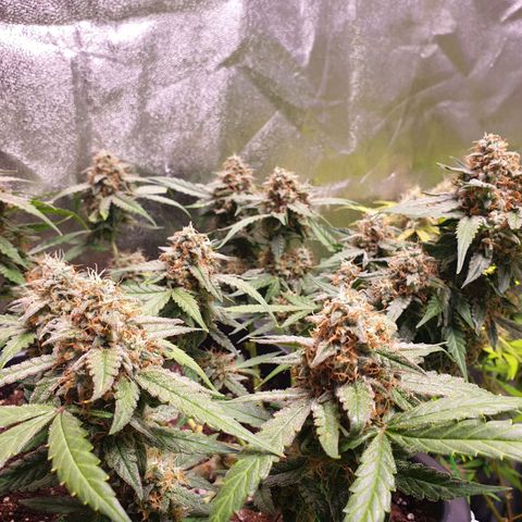 F1 Epsilon RQS growlog photo: Trichome sind ca. 20-30% Bernstein vorhanden, ich warte aber auf 40-50%.

Der Geruch entwickelte sich von Zitrus-Tannenwald zu fruchtigere süße Noten mit Mango/Maracuja und der Tannewald geruch ist weniger geworden, die Zitrone ist weniger geworden.
