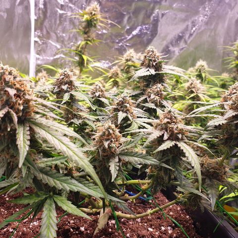 F1 Epsilon RQS growlog photo: Trichome sind ca. 20-30% Bernstein vorhanden, ich warte aber auf 40-50%.

Der Geruch entwickelte sich von Zitrus-Tannenwald zu fruchtigere süße Noten mit Mango/Maracuja und der Tannewald geruch ist weniger geworden, die Zitrone ist weniger geworden.

