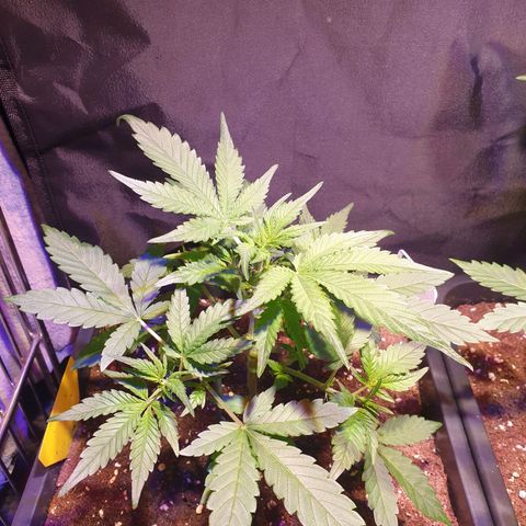 Sweet Zenzation XL Auto growlog timeline photo