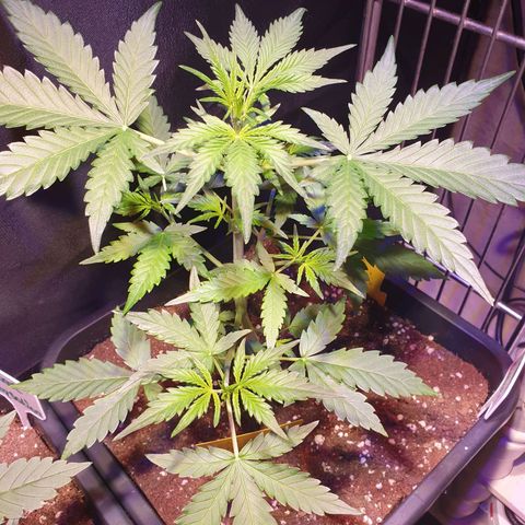 Green Gelato Automatic growlog timeline photo