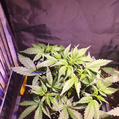 Sweet Zenzation XL Auto growlog timeline photo