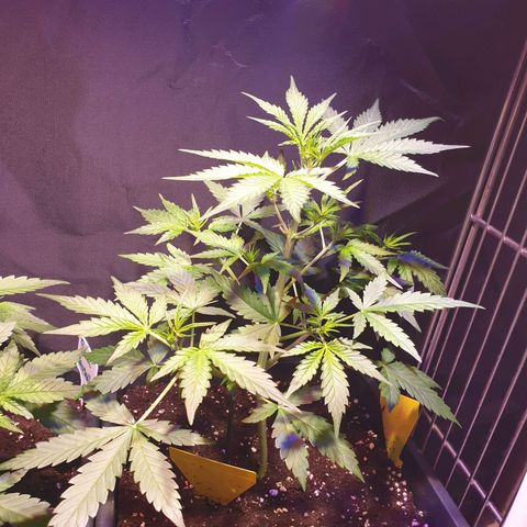 Green Gelato Automatic growlog timeline photo