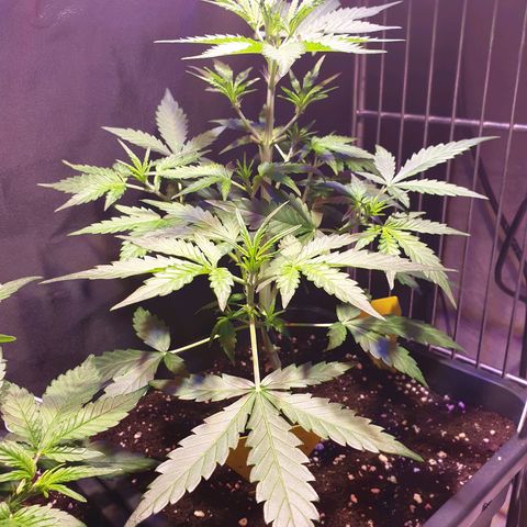 Green Gelato Automatic growlog timeline photo