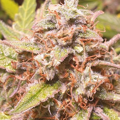 F1 Epsilon RQS growlog photo: Jetzt sind wir ca. Da wo ich Ernten würde, jetzt noch 1 Tag warten und dann darf Sie morgen in die Trockenbox.