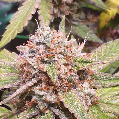 F1 Epsilon RQS growlog photo: Jetzt sind wir ca. Da wo ich Ernten würde, jetzt noch 1 Tag warten und dann darf Sie morgen in die Trockenbox.