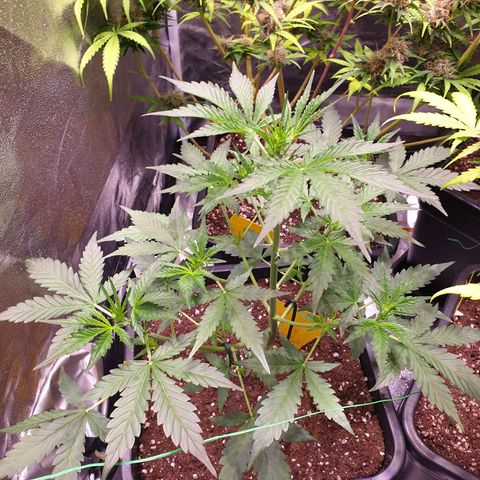 Green Gelato Automatic growlog timeline photo