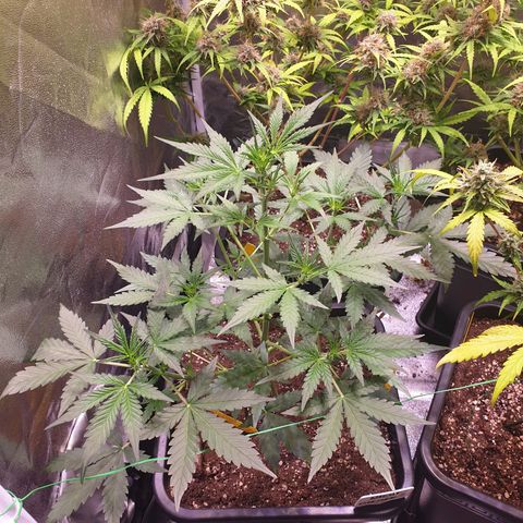 Green Gelato Automatic growlog timeline photo