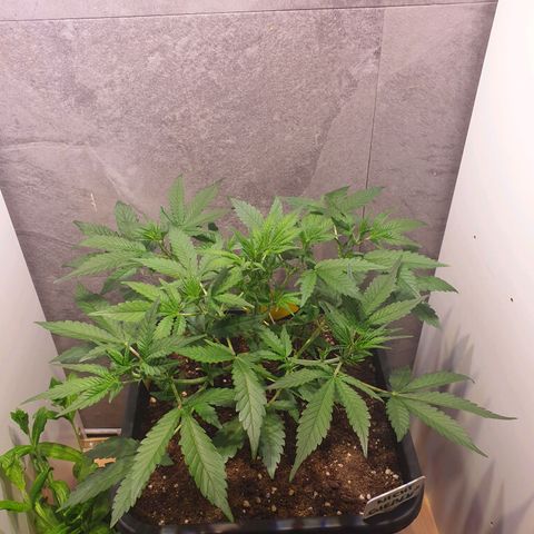 Sweet Zenzation XL Auto growlog timeline photo