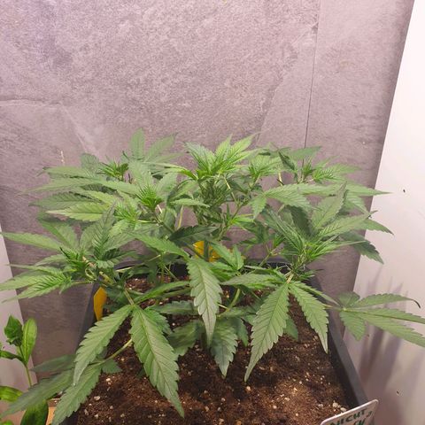 Sweet Zenzation XL Auto growlog timeline photo