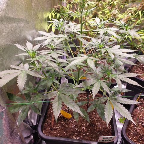 Green Gelato Automatic growlog timeline photo