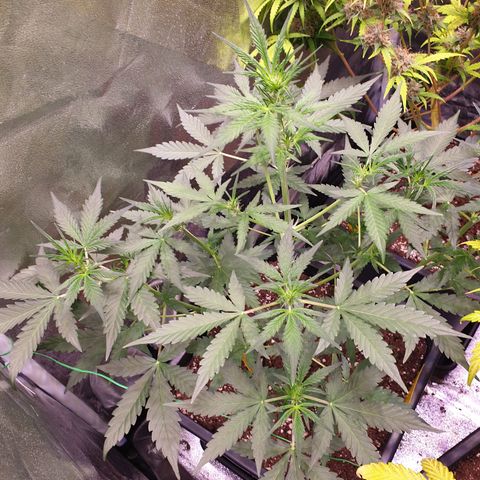 Green Gelato Automatic growlog timeline photo