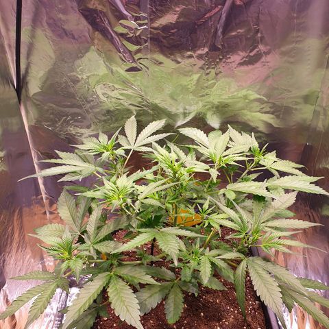Sweet Zenzation XL Auto growlog timeline photo