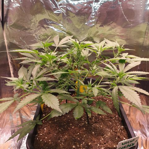 Sweet Zenzation XL Auto growlog timeline photo