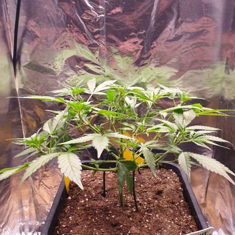 Sweet Zenzation XL Auto growlog timeline photo